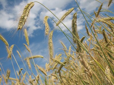 Рекорд с проблемами: сможет ли Россия упростить экспорт зерна